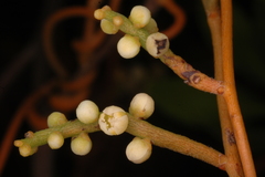 Cassytha filiformis